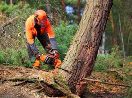 Best Seasonal Cleanup (Spring/Fall)  in Viola, NY