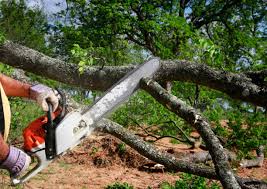 Best Tree Trimming and Pruning  in Viola, NY