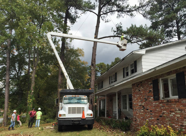 Best Storm Damage Tree Cleanup  in Viola, NY