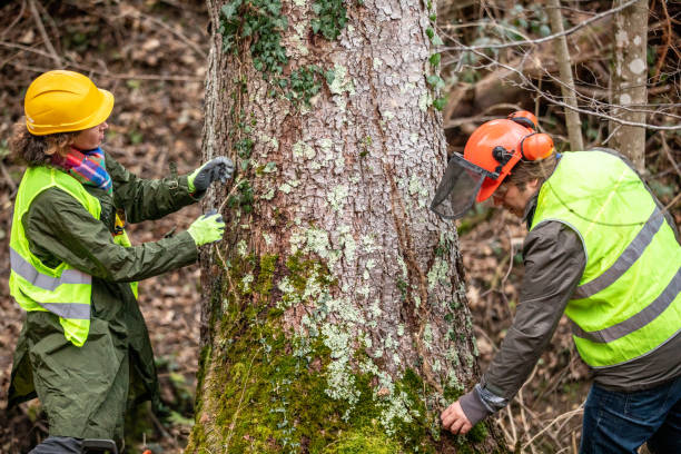 Best Tree Disease Treatment  in Viola, NY