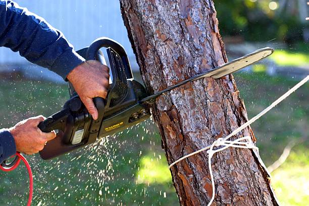 Best Tree Removal  in Viola, NY