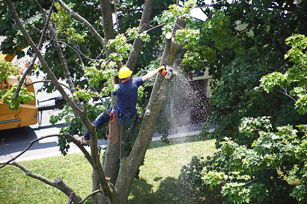 Best Tree Mulching  in Viola, NY