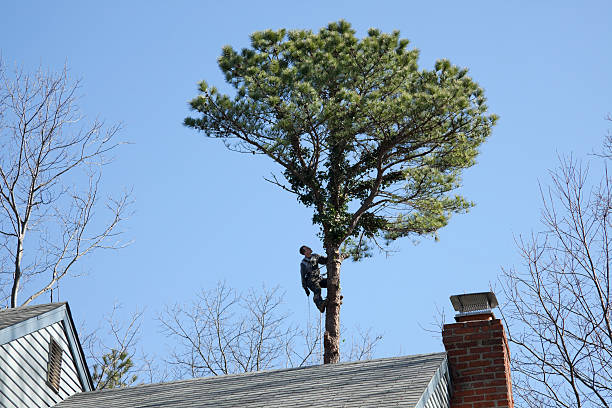 Best Emergency Tree Removal  in Viola, NY