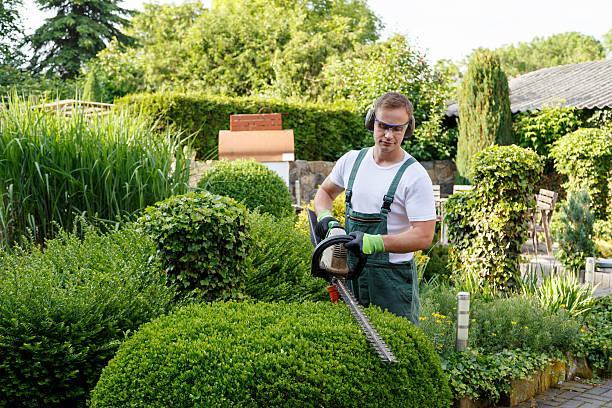 Best Lawn Irrigation Installation and Maintenance  in Viola, NY