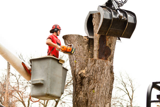 Best Fruit Tree Pruning  in Viola, NY